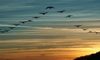 Программа «Добро пожаловать,  перелетные птицы» подчеркивает важность охраны данных видов птиц