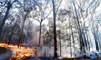 Чрезвычайное положение из-за лесных пожаров объявлено в самом населенном штате Австралии