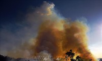 В Бразилии наблюдается резкий рост числа пожаров в лесах Амазонии