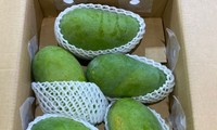 Представление вьетнамского зеленого манго  австралийским потребителям