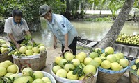 Ekspor hortikultural Vietnam selama 8 bulan ini meningkat lebih dari 46 %