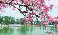Pembukaan bunga Mai-Sakura Da Lat