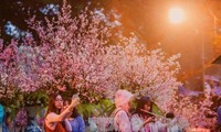 Festival bunga Sakura akan berlangsung dari 23-26/3 di Kota Hanoi