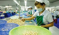 Vietnam berupaya mencapai target ekspor kacang mente sebesar 3,7 miliar USD pada tahun 2018