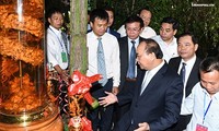 PM Nguyen Xuan Phuc berharap supaya ginseng Ngoc Linh akan memberikan nilai miliaran dolar pada dekade mendatang