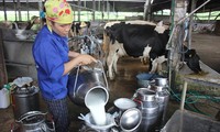 Vietnam mengekspor partai susu pertama ke pasar Tiongkok