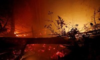 Kebakaran hutan di Indonesia telah menghanguskan  1,6 Hektar lahan