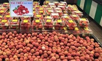 Jepang secara resmi membuka pintu bagi buah leci Vietnam 