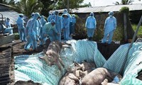 AS membantu Vietnam meneliti vaksin wabah demam babi Afrika