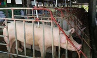 Beberapa badan usaha telah mengurangi harga daging babi