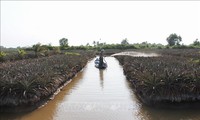 Salinisasi di Daerah Dataran Rendah Sungai Mekong cenderung berangsur turun