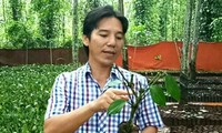 Petani yang bernama  Lam Ngoc Nham : Bapak Kandung yang Melahirkan Jenis  Pohon Lada Bau May di Vietnam