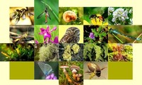 KTT Biodiversitas PBB Tetapkan Kebijakan Dalam Melindungi Alam