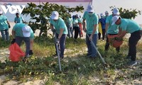 Sekitar 100 Anggota Liga Pemuda Kota Da Nang Bersihkan Lingkugan Laut