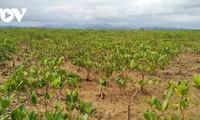 Menghidupkan Kembali Hutan  Bakau  Daerah Pesisir Dong Rui di Provinsi Quang Ninh