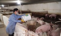 베트남, 2022년 중으로 아프리카돼지열병 백신 출시예상