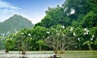 Menguaktabirkan Taman Burung Thung Nham, di Provinsi Ninh Binh