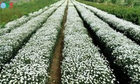 Hanoï accueille la saison des fleurs d’échinacée blanche