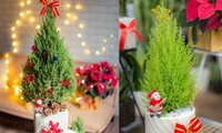 Hanoians keen to buy fresh pine trees as Christmas comes near