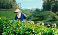 Vietnam’s tea exports to Australia surge