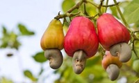 Vietnam’s cashew nut exports grow despite COVID-19