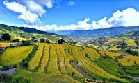 Beauty of Vietnam's golden rice fields 