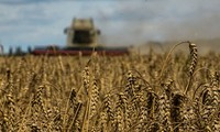UN, Turkey, Ukraine press ahead with Black Sea grain deal despite Russian pullout