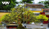 Yellow apricot blossoms signal Tet arrival in former Hue imperial city