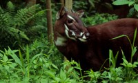 Quang Binh works to save Saola from brink of extinction