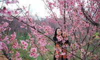 Japanese cherry trees blossoming in northern Vietnam