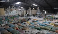 Pemerintah Republik Korea memberikan 10.000 ton beras kepada provinsi – provinsi VNTengah dan Daerah Tay Nguyen