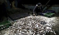 Israel melonggarkan penbatasan terhadap kaum nelayan Palestina di Jalur Gaza