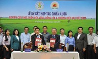 Membangun Brand Beras Vietnam