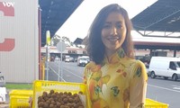 Kelengkeng segar Vietnam masuk ke pasar Australia