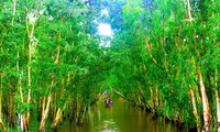 Keindahaan Hutan Bakau Tra Su di Provinsi An Giang