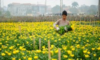 Perkenalan Sepintas tentang Sekolah Nasional Hue serta Beberapa Desa Penghasil Bunga dan Pohon Hias di Hanoi untuk Kebutuhan Hari Raya Tet