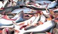 USA kündigen neue Anti-Dumping-Zölle für Pangasiusfische aus Vietnam an 