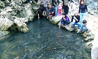 Der Bach “Magischer Fisch“ in Thanh Hoa