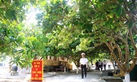 Der Mann, der ersten Seemandelbaum auf Truong Sa-Inselgruppe pflanzte