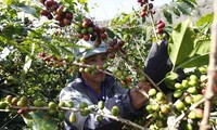Vietnam – der größte Kaffee-Exporteur der Welt