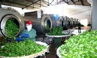 2013: Vietnamesische Teebranche will Qualität ihrer Produkte verbessern