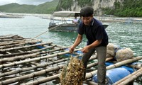 Fischzucht auf der Insel Van Don in Quang Ninh