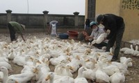 Grenzprovinzen in Nordvietnam setzen sich aktiv für die Bekämpfung der Vogelgrippe ein