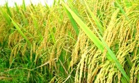 Seminar über Umstrukturierung des Reisanbaus im Mekong-Delta