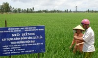 Verbesserung des Exportwerts von vietnamesischem Reis