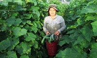 Effektive Modelle aus der Zusammenarbeit zwischen Bauern und Unternehmen der Provinz Quang Nam
