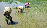 Weltbank unterstützt die Erneuerung der Landwirtschaft und Bildung in Vietnam