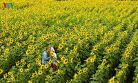 Ein Besuch in Da Lat, um Sonnenblumen anzuschauen