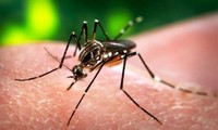 Den vom Zika-Virus verursachten Krankheiten aktiv vorbeugen