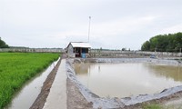 Effizientes und nachhaltiges Produktionsmodell von Reis und Garnelen